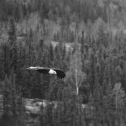 Eagle BW – 1